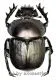 Scarabaeus ( Kheper ) subaeneus
