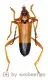 Schmidtiana apicalis ( 35 - 39 ) A2