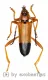 Schmidtiana apicalis ( 40 - 44 )