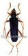 Schmidtiana legrandis ( 40 - 49 ) A2