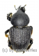Sclerocardius africanus ( 20 – 29 )