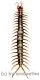 Scolopendra subspinipes ( 95 – 99 )