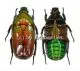 Smaragdesthes africana africana ( Zucht ) Farbanomalie ( 19 )