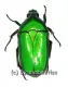 Smaragdesthes ( Chlorocala ) conjux bousqueti ( 20 – 24 )