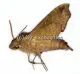 Sphingidae spec. #8