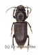 Spondylis buprestoides ( 20 - 24 )