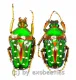 Stephanorrhina guttata ashantica
