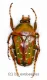 Stephanorrhina guttata ssp. ( 20 – 29 ) A2