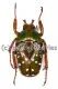 Stephanorrhina princeps ssp.princeps ( 25 - 34 )