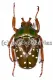 Stephanorrhina princeps ssp.princeps ( 25 - 34 )