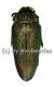 Steraspis laeviventris ( grüne var. ) ( 30 - 39 ) A2