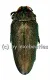 Steraspis laeviventris ( grüne var. ) ( 30 - 39 ) A2