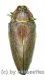 Steraspis laeviventris ( rötliche var. ) ( 30 - 34 )