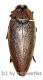 Steraspis speciosa ( rote var. ) ( 30 – 34 )