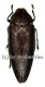 Steraspis viridicincta ( 35 - 39 )