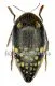 Sternocera castanea boucardii A2