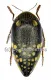 Sternocera castanea boucardii A2