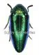 Sternocera ruficornis