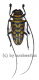 Sternotomis bohemani ferreti A2