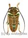 Sternotomis chrysopras reducta