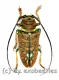 Sternotomis chrysopras reducta