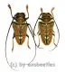 Sternotomis chrysopras reducta ( M 20 – 24 )
