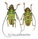 Sternotomis pulchra ( M 15 – 19 )