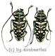 Sternotomis virescens ( M 30 – 34 ) A1-