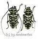 Sternotomis virescens ( M 30 – 34 ) A1-