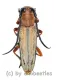 Stibara rufina ( 15 - 19 )