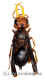 Synagris cornuta ( 30 – 34 )