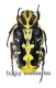 Taeniodera salvazai ( 15 - 19 )
