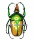 Taurrhina longiceps camerunensis