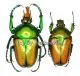Taurhina longiceps camerunensis ( M 25 – 34 )