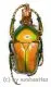 Taurhina ( Taurhina ) longiceps chrysocephala A2
