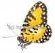 Telipna acraeoides