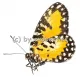 Telipna acraeoides