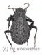 Tenebrionidae spec. #31 ( 10 – 19 ) A2