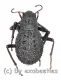 Tenebrionidae spec. #31 ( 10 – 19 )