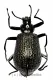 Tenebrionidae spec. #32 ( 20 – 29 ) A2