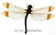 Tetracanthgyna spec. ( Big ) A1-