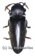Tetralobus perroti ( 50 - 54 )