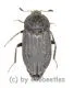 Thanatophilus sinuatus