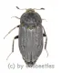 Thanatophilus sinuatus