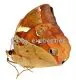 Thauria aliris pseudaliris A1-