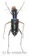 Therates labiatus ( 20 - 24 )