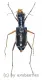 Therates labiatus ( 20 - 24 )