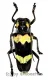 Thermistis nigromaculata ( 25 – 34 )