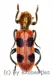 Tichodes spec. A2