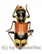 Tillicera spec. ( 10 – 14 )